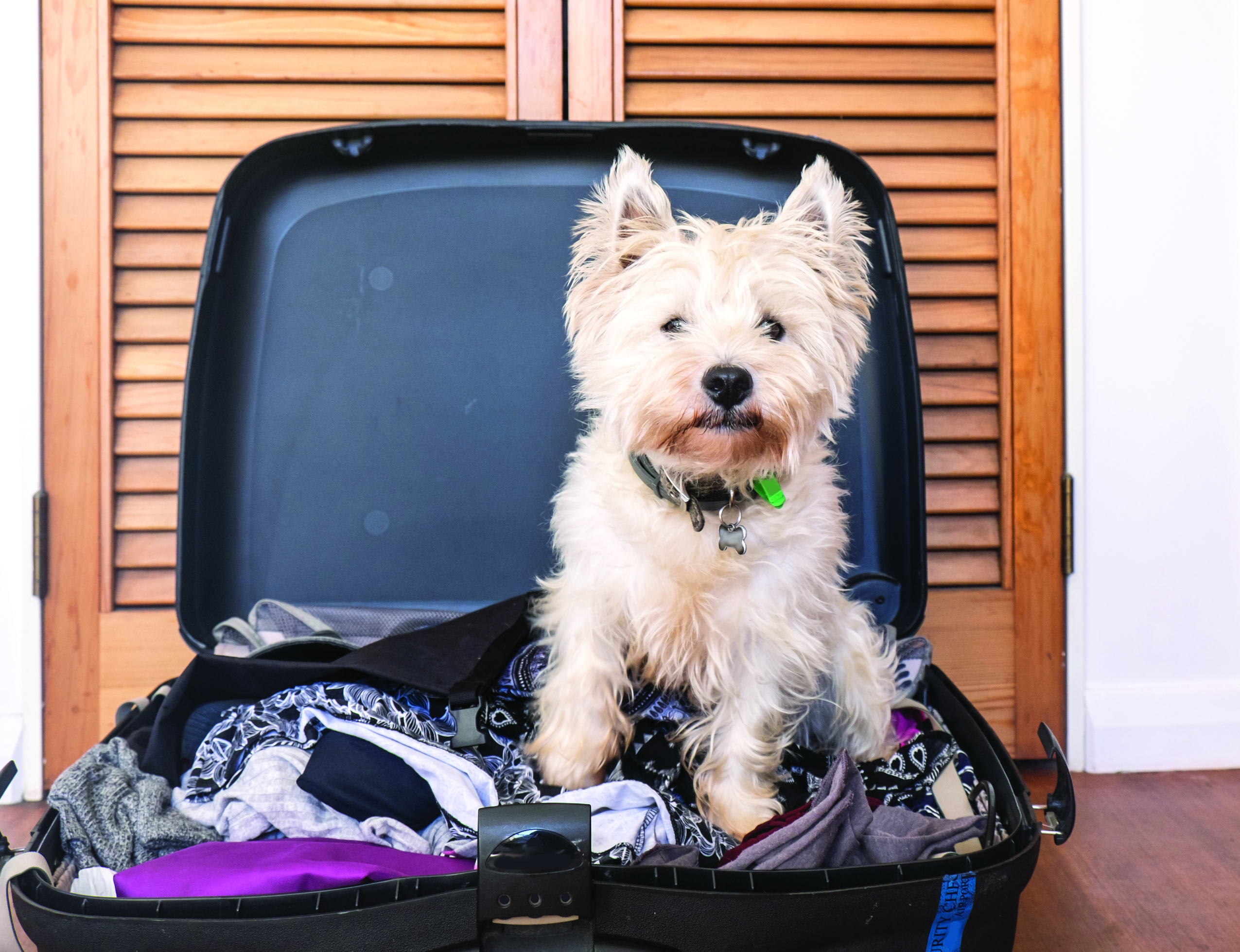 Don’t leave home without your family pet