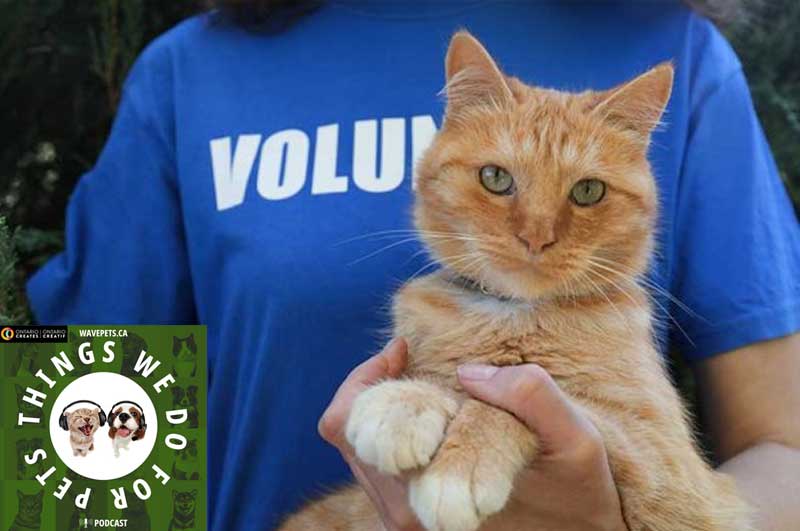 Make a Difference in a Pet’s Life by Volunteering at The Humane Society