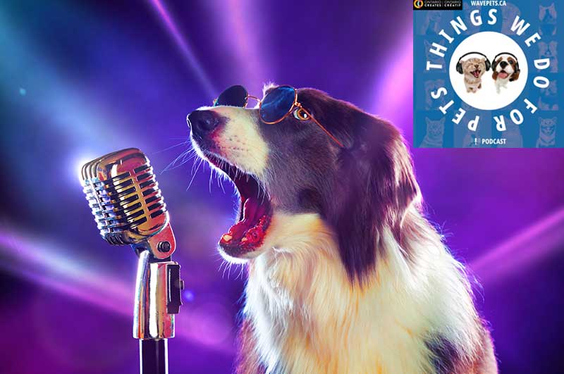 Entertaining Pet Anecdotes