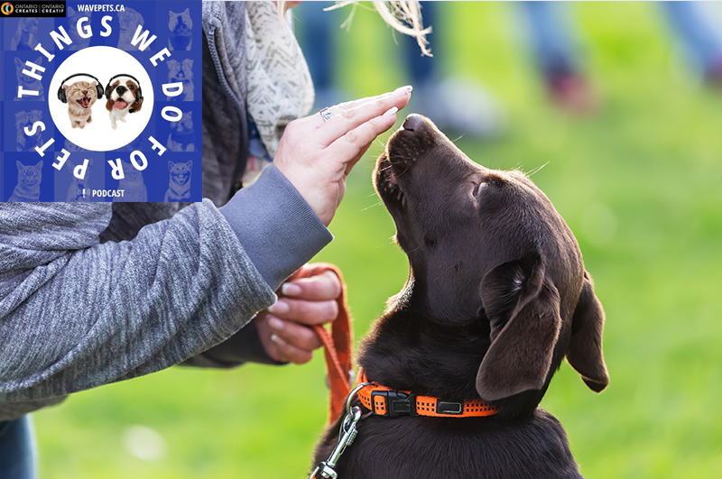 Good Doggie. Training Tips – Sit. Treat. Repeat