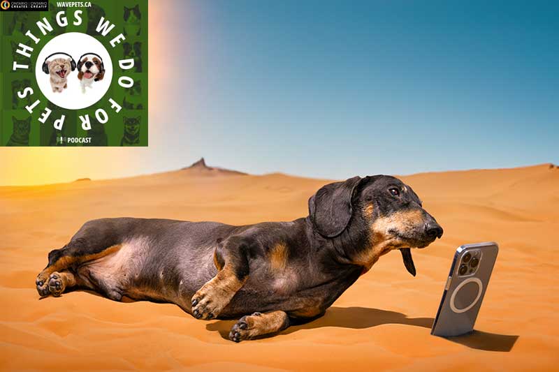 Exploring the benefits of pet-focused tech innovations