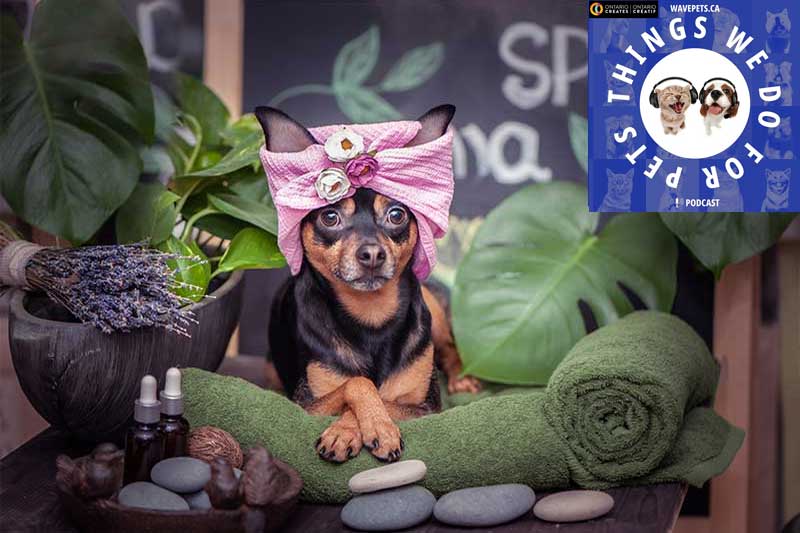 Bringing Pet Pampering to a Whole New Level – Lap of Luxury