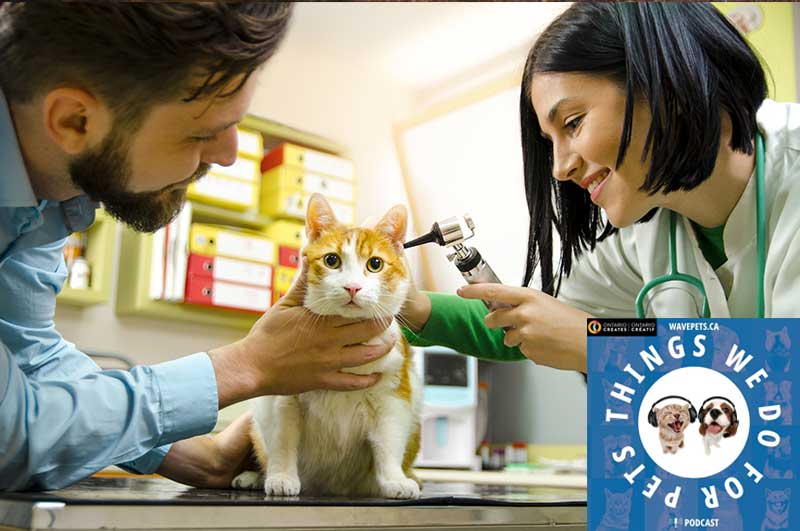 Professional Opportunities Working with Pets. Love pets? Love your job!