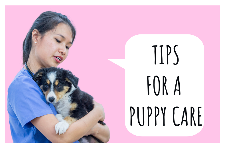 5 Ways How to Take Care of a Puppy
