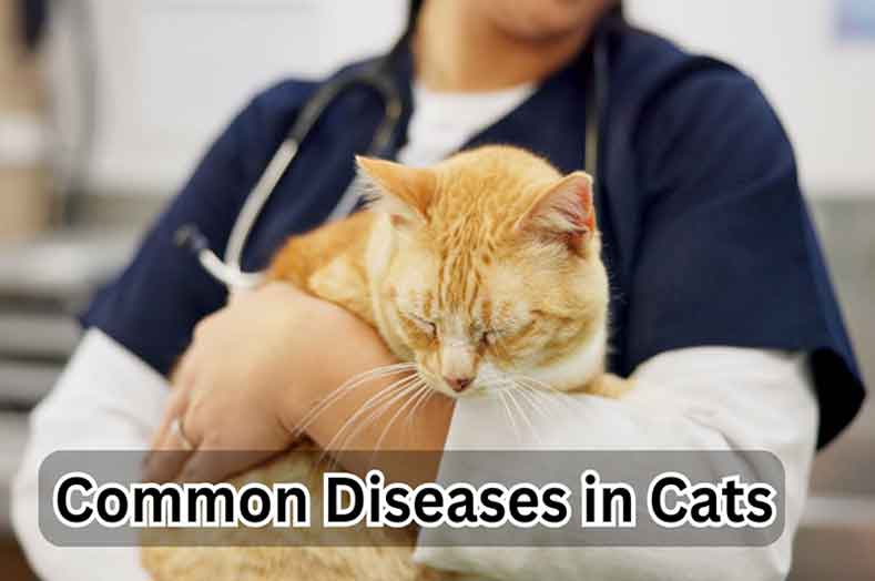 5 Common Cat Diseases and How to Prevent Them
