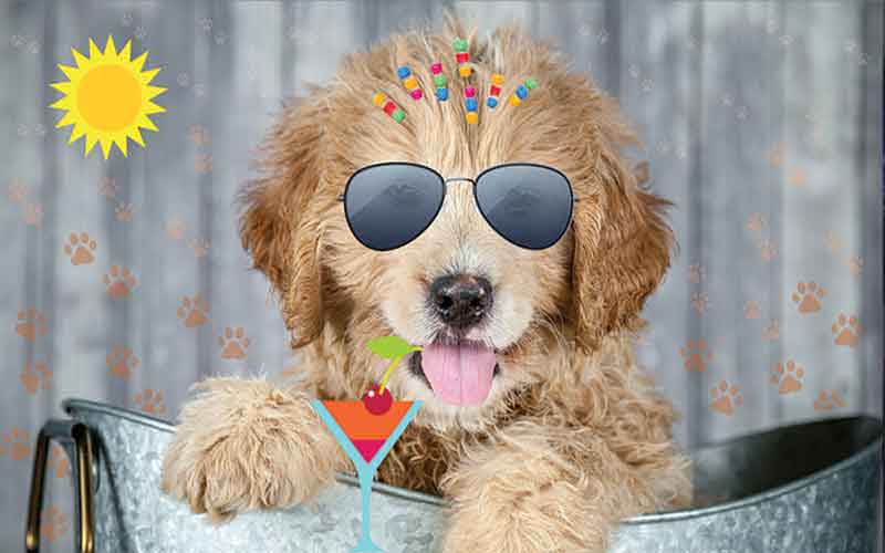 March: Wish You Were Here – A Pet Tale